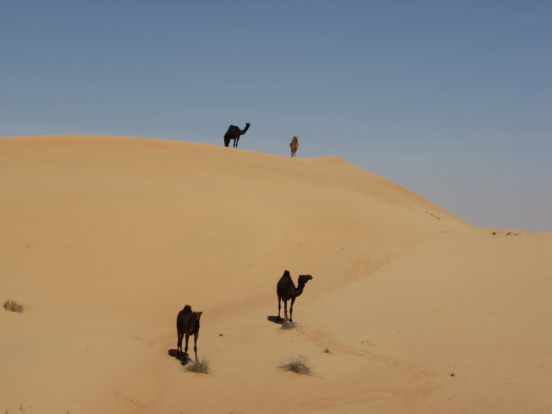 Black camels