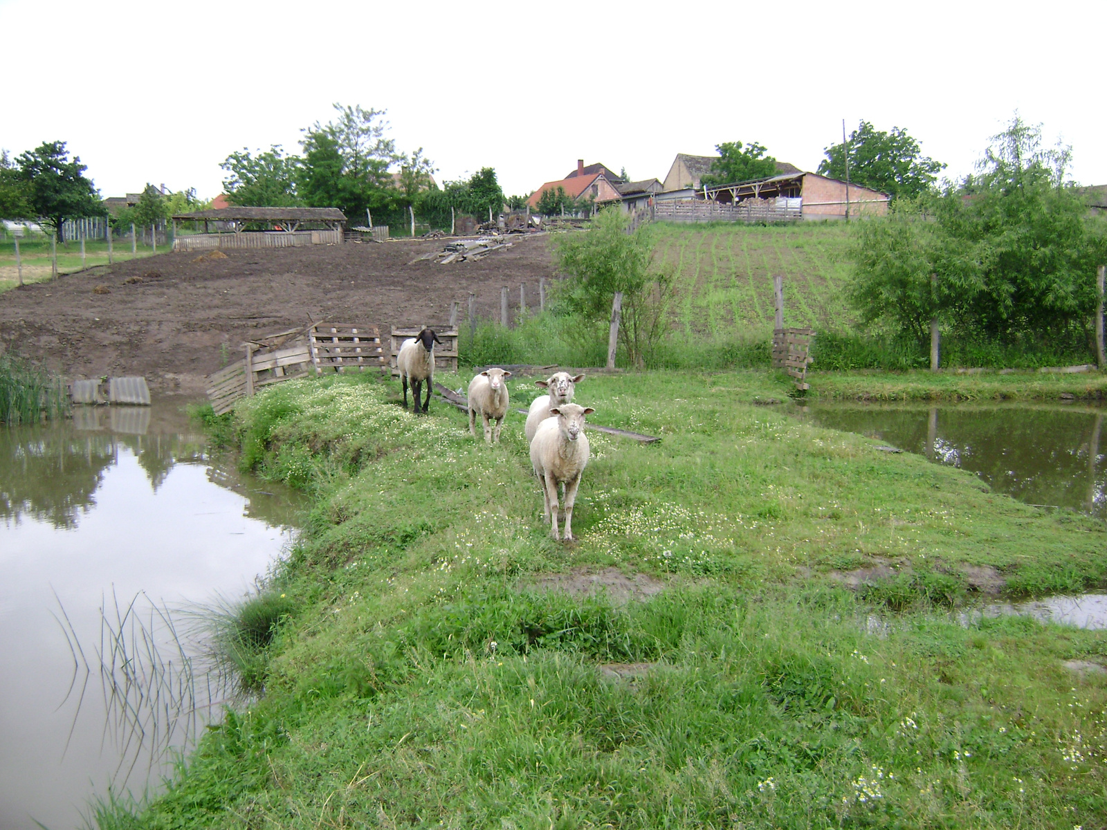 természet