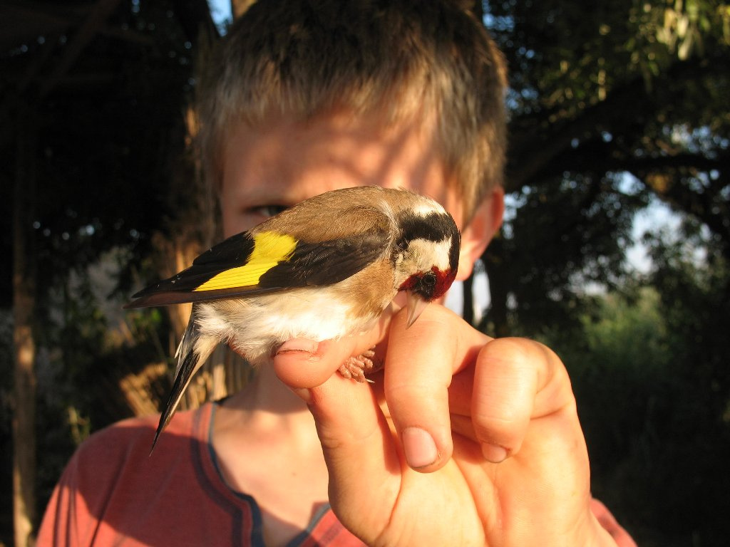 Tengelic (Carduelis carduelis)