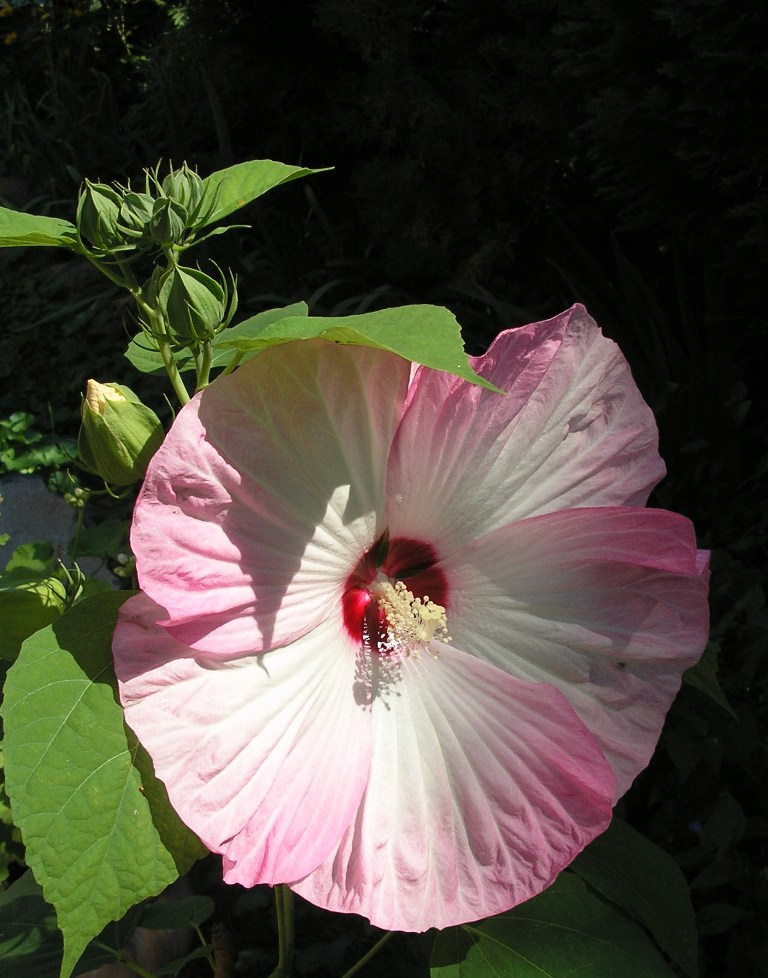Óriás virágú mocsári hibiszkusz -rózsaszín
