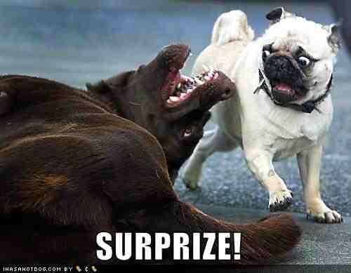 funny-dog-pictures-surprise-pug