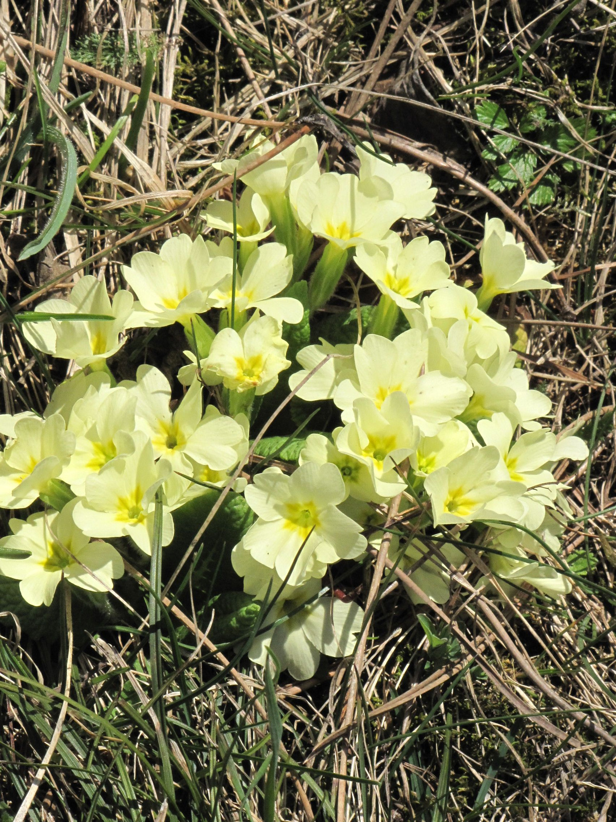 Austria, Rax, Primula sp., SzG3