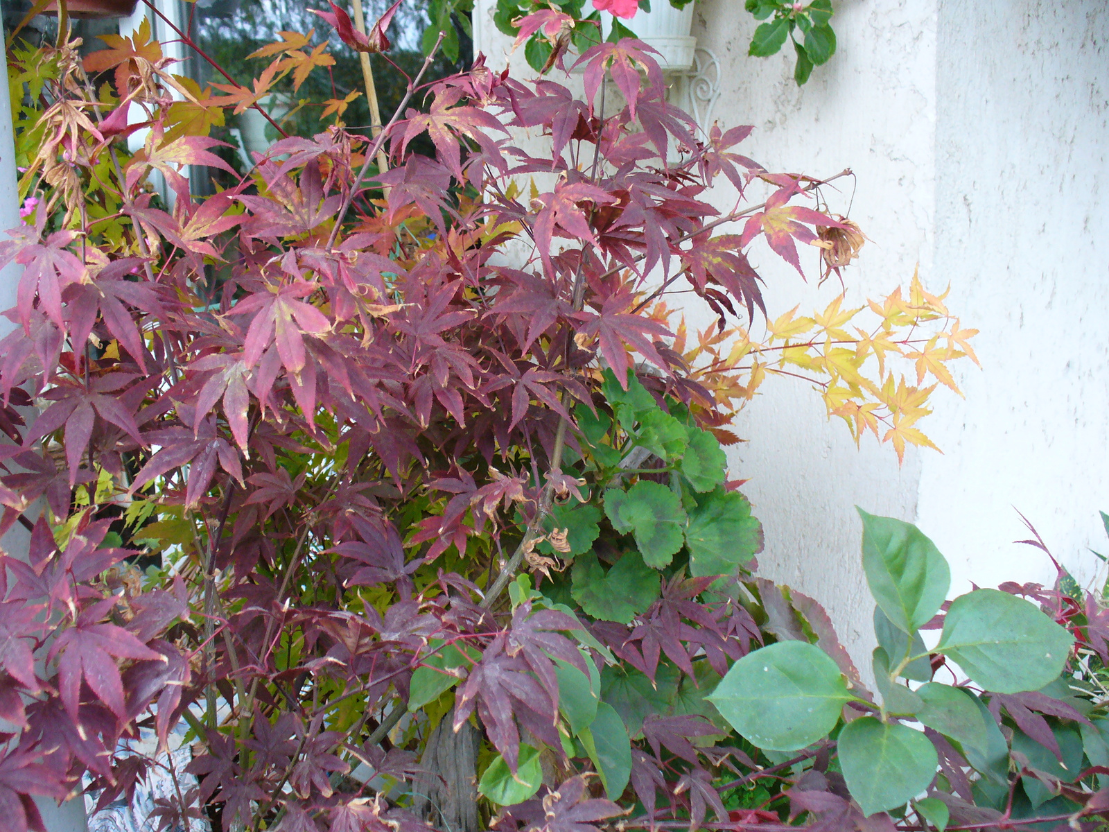 Acer palm. 'Atropurpureum'