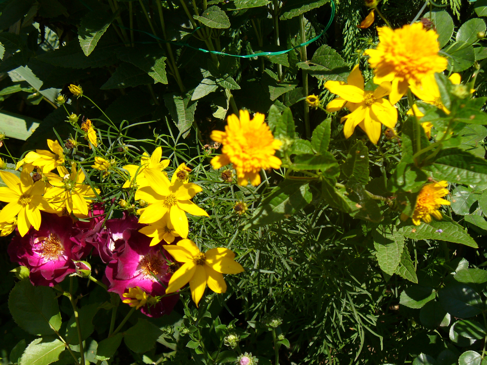 Coreopsis verticillata 'Zagreb'