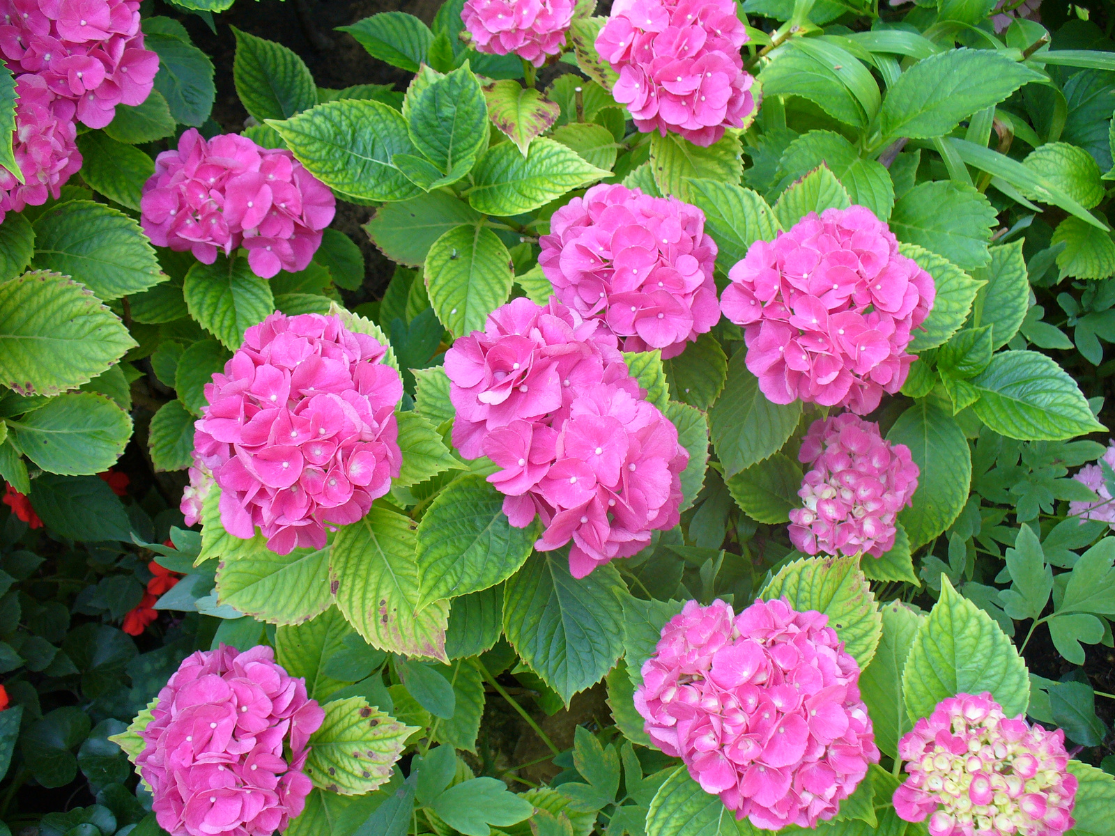 Hydrangea macrophylla