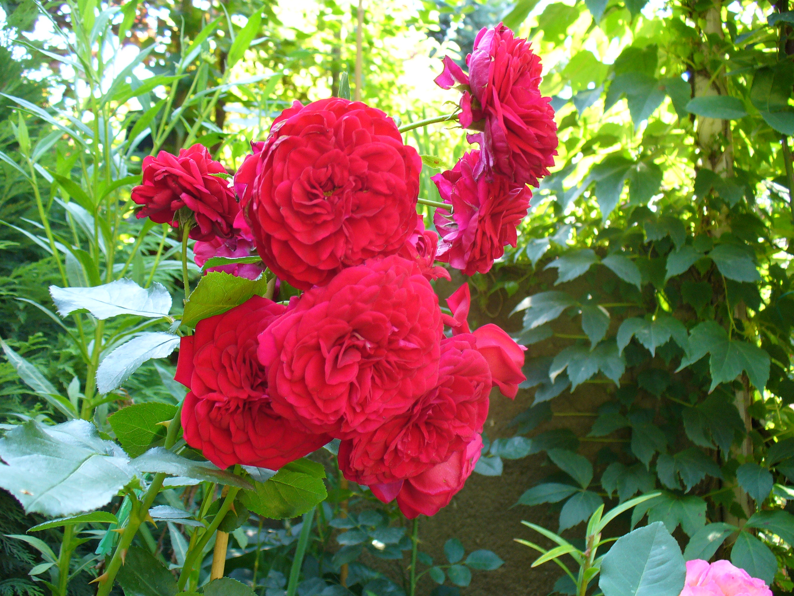 Rosa 'Rotkappchen'