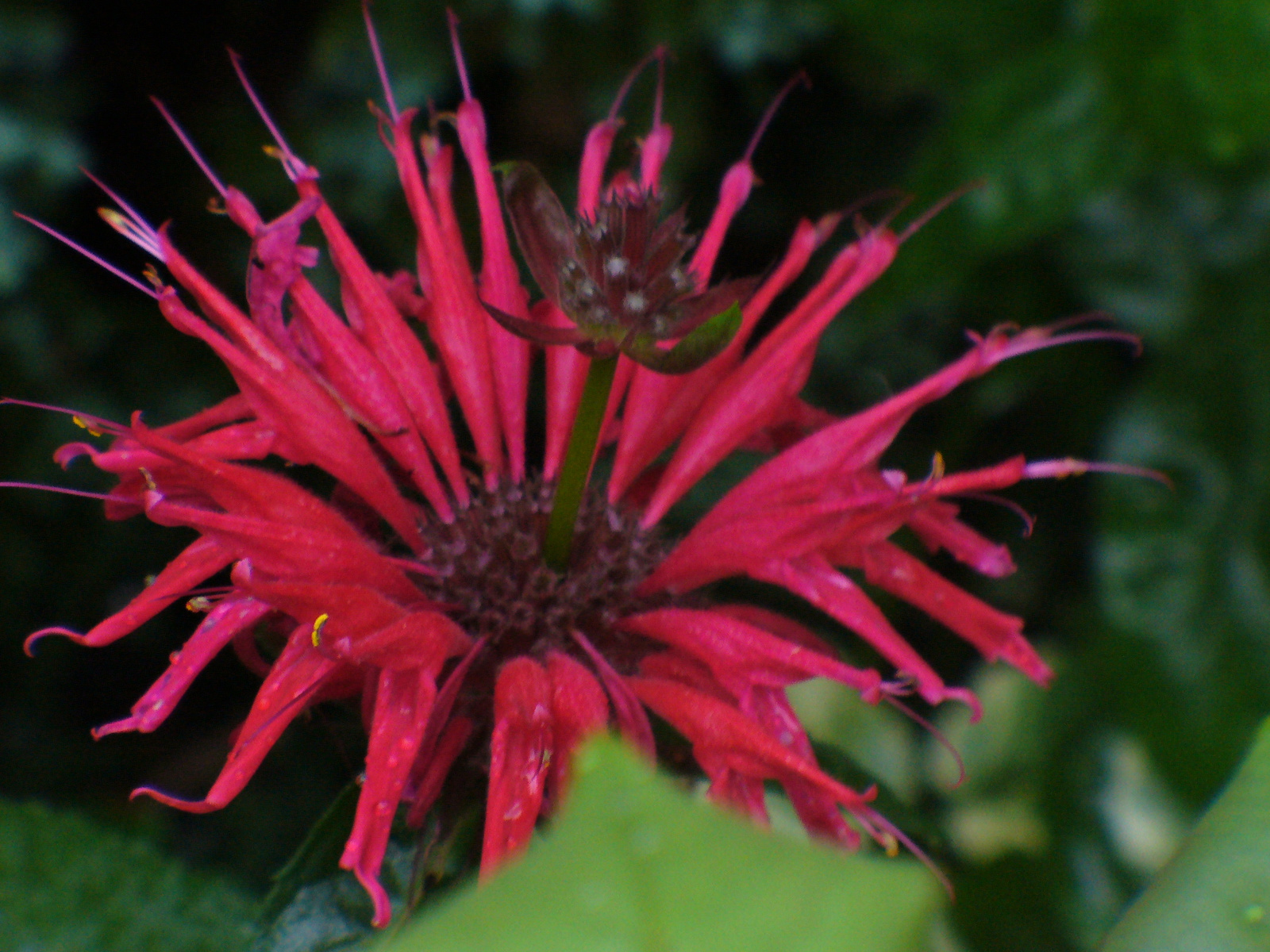 Monarda