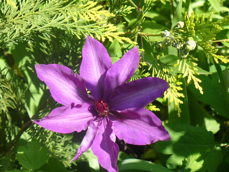 Clematis 'President'