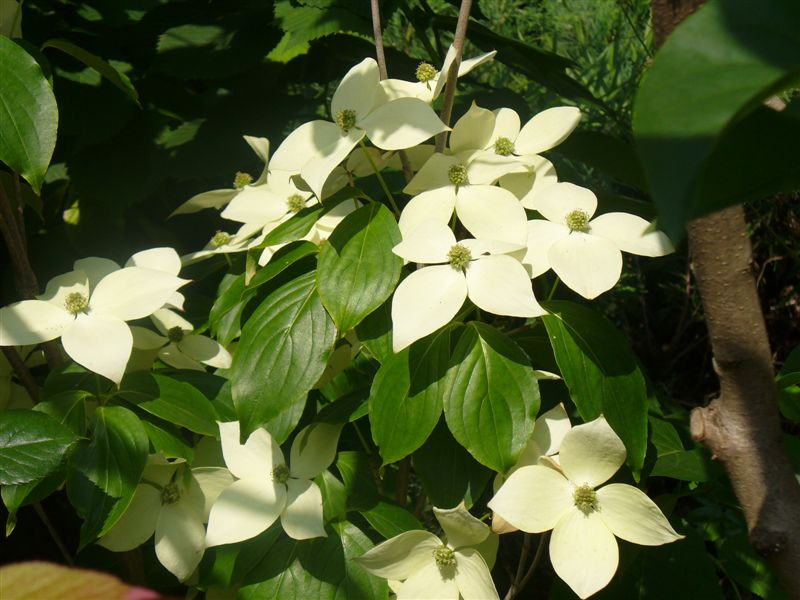 Cornus kousa 'Teutonia'