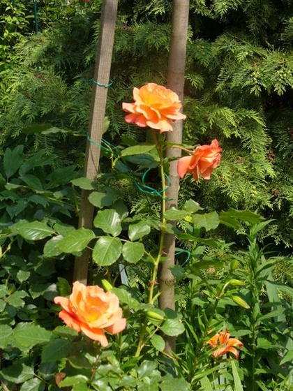 Rosa 'Orange'