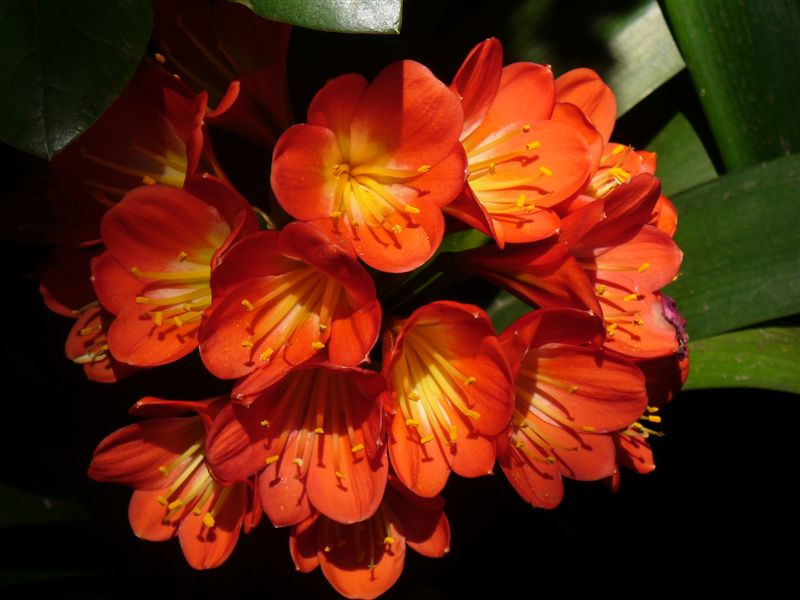 Clivia