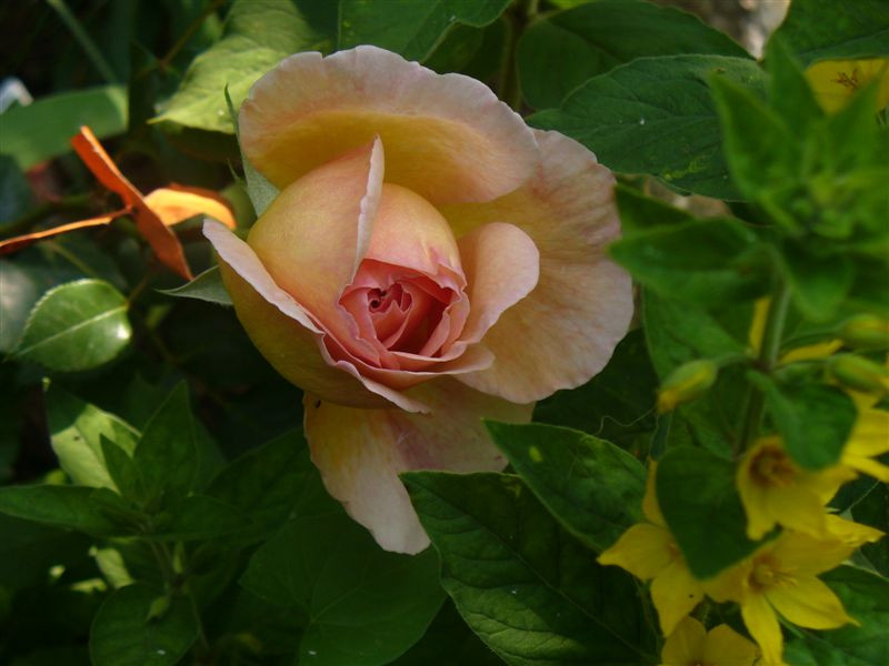 A Shropshire Lad