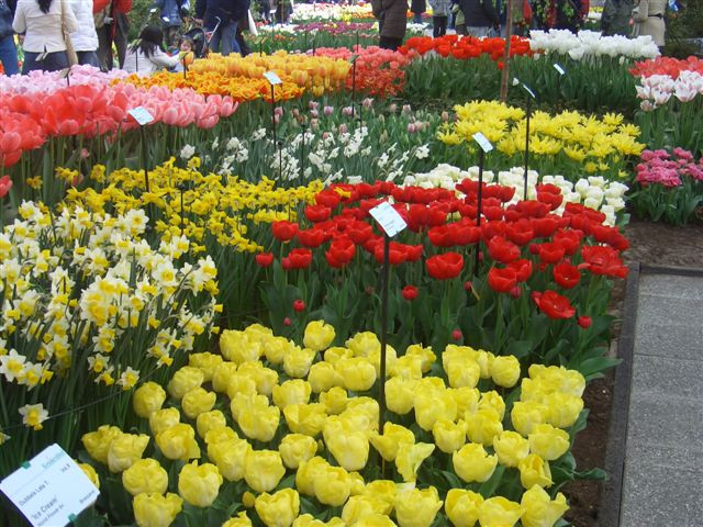 20060415 Keukenhof 051