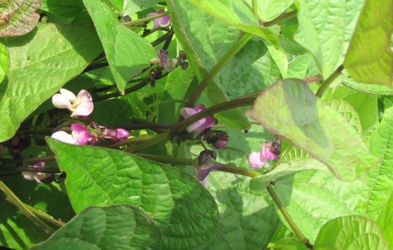 fekete-zöldbab virág
