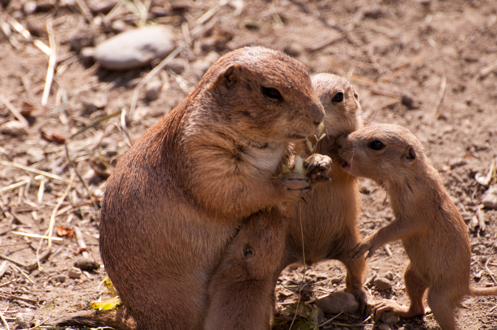 zoo2010-0269