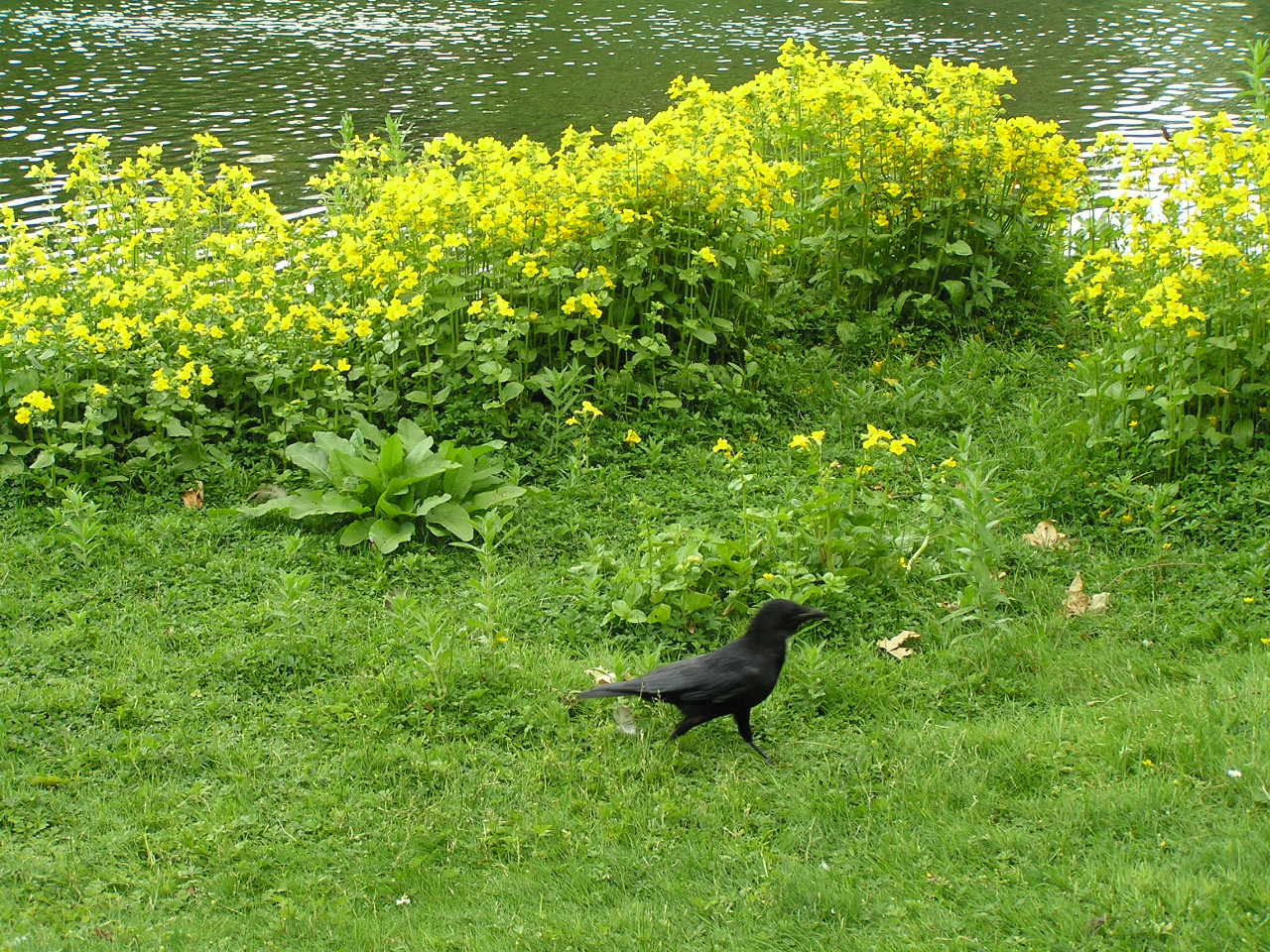 London 052 St. James park