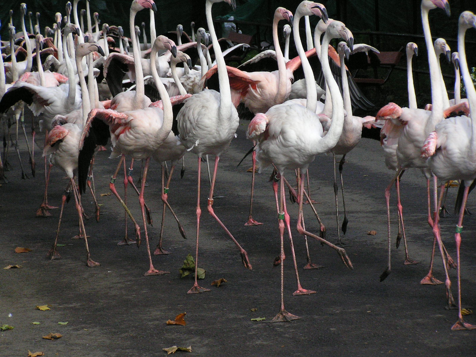 0 008 Flamingóterelés