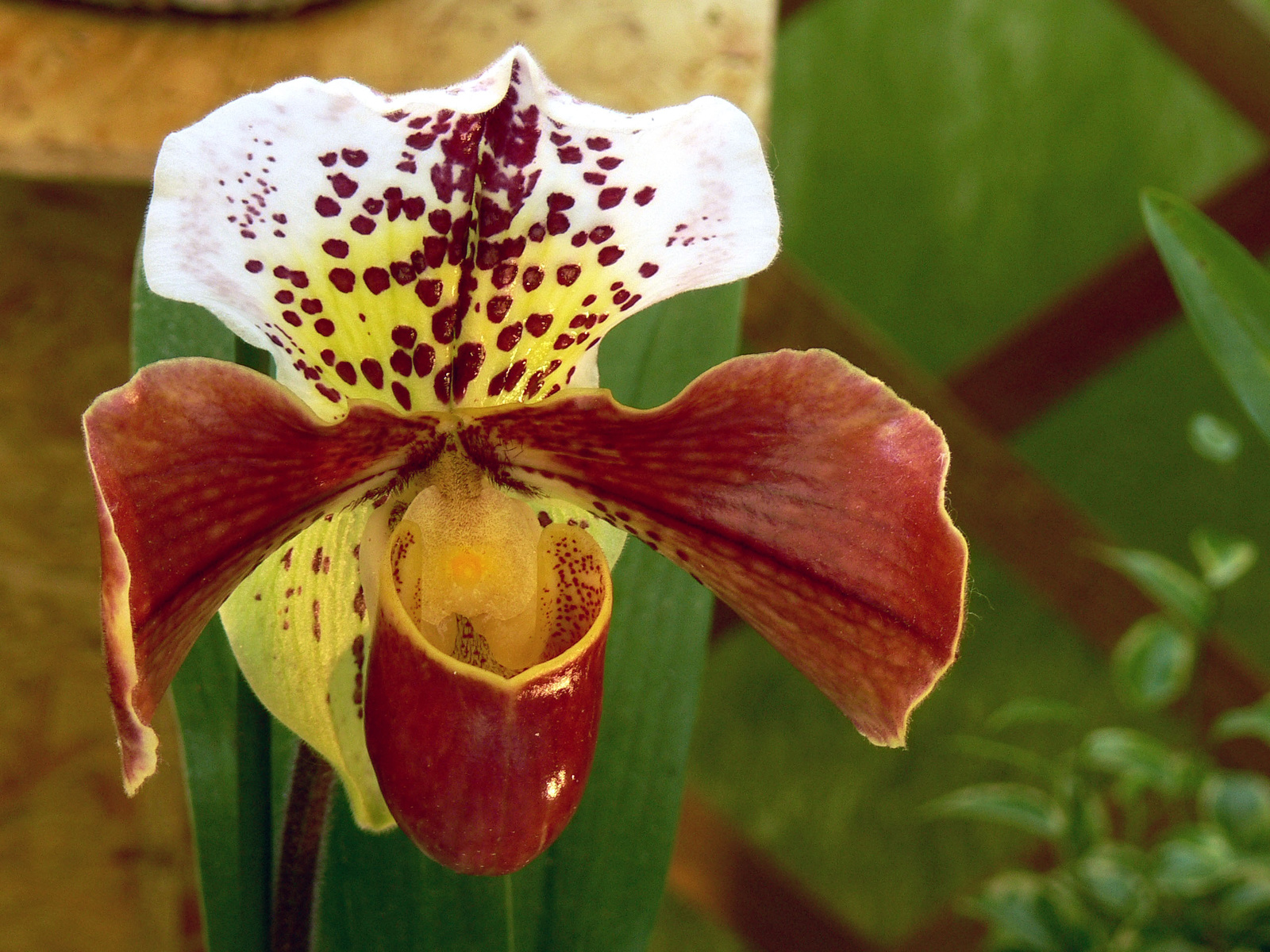 orchidea (paphodedilum henrianum)
