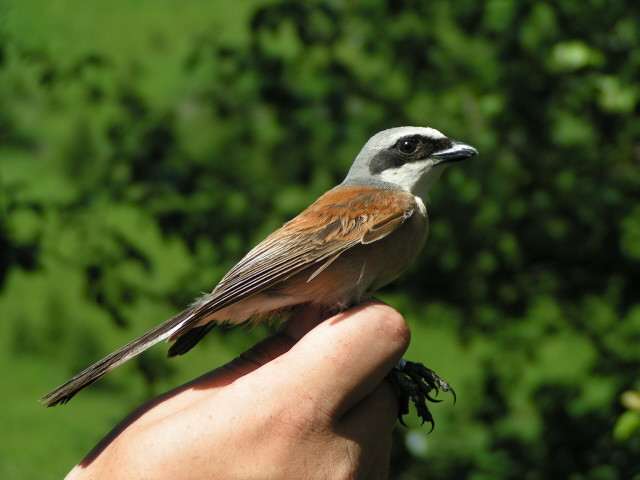 Tövisszúró gébics (Lanius collurio) hím