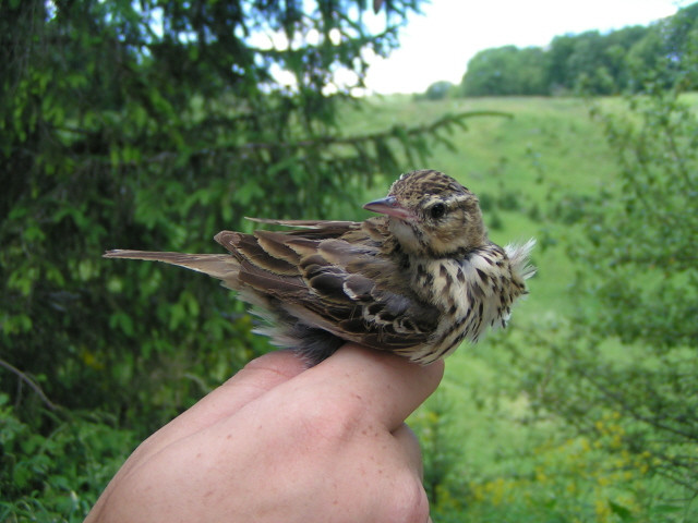 Erdei pityer (Anthus trivialis)