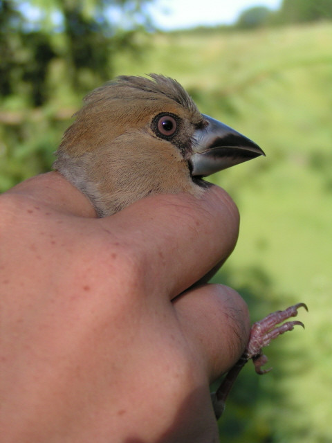 Meggyvágó (Coccothraustes coccothrausstes) portré