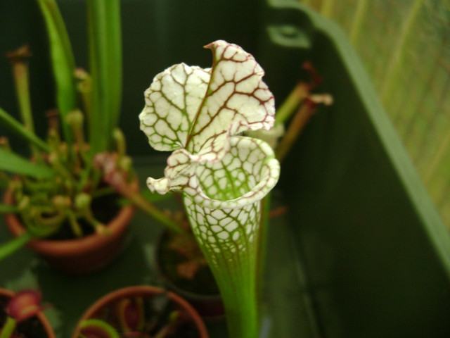 sarracenia 003