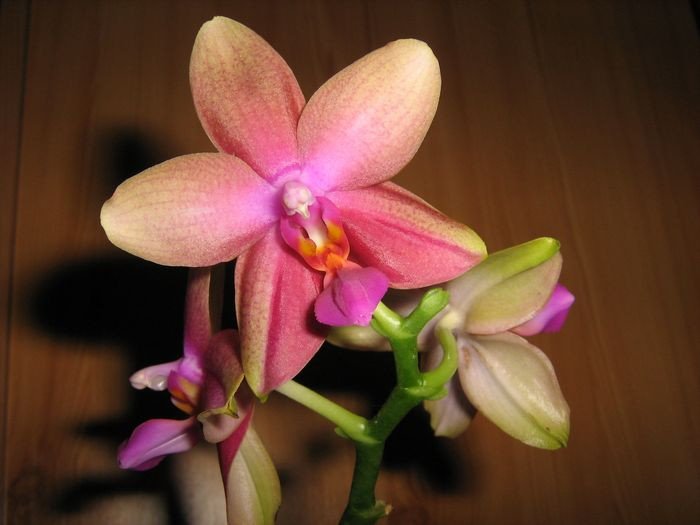 Phalaenopsis, Sweet Memory 'Liodoro'