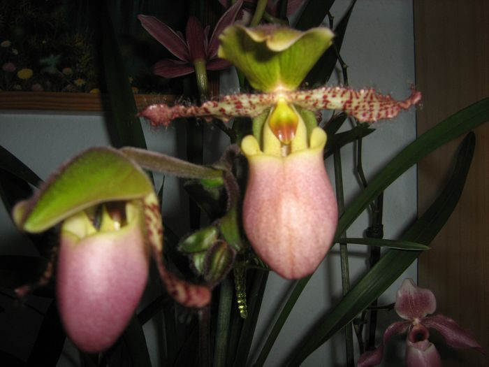 Paphiopedilum 'liemianum'