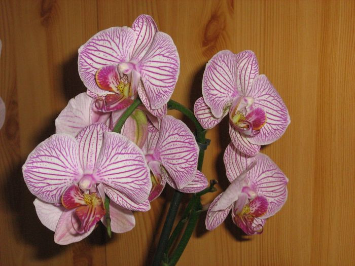 Phalaenopsis 'Malibu Bistro'