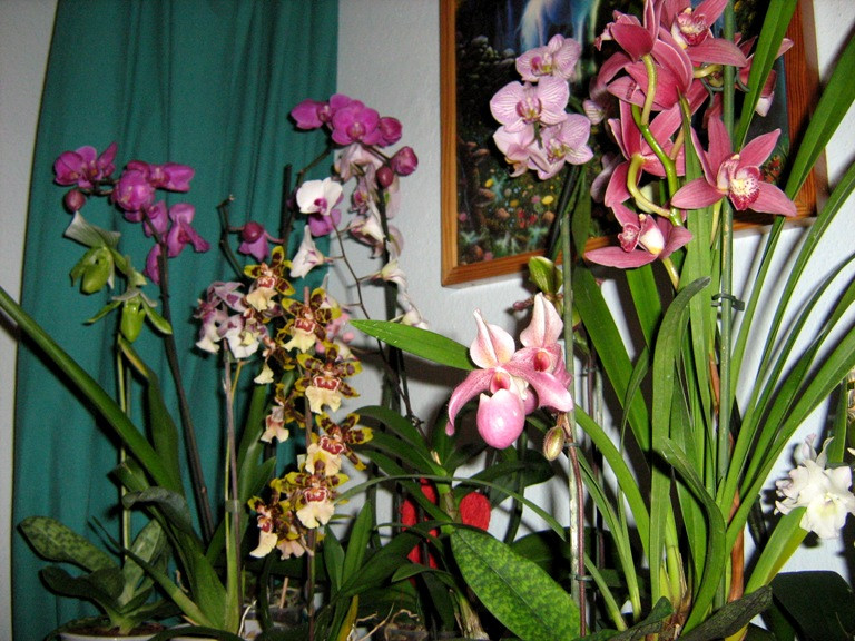 orchideáim...