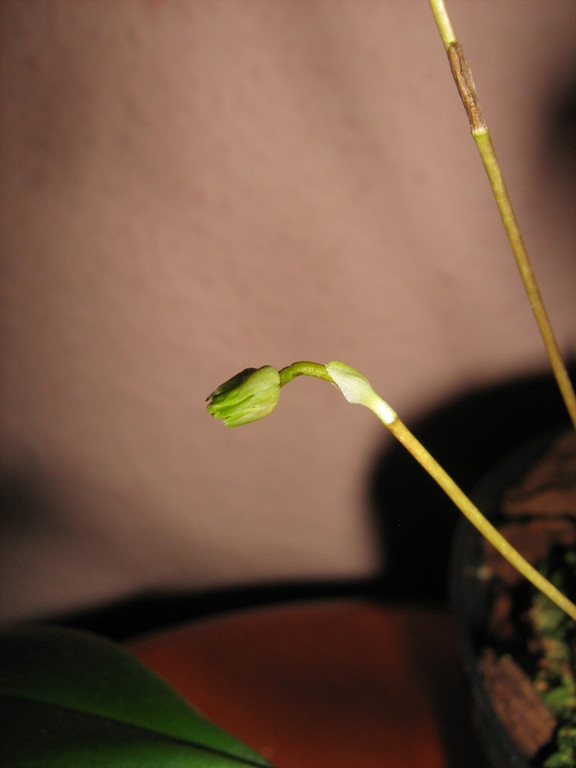 Bulbophyllum makoyanum