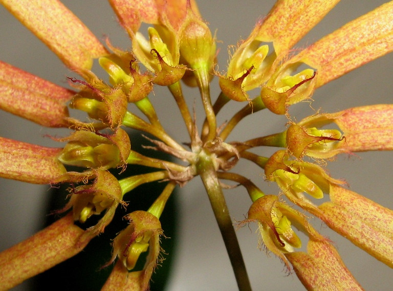 Bulbophyllum makoyanum