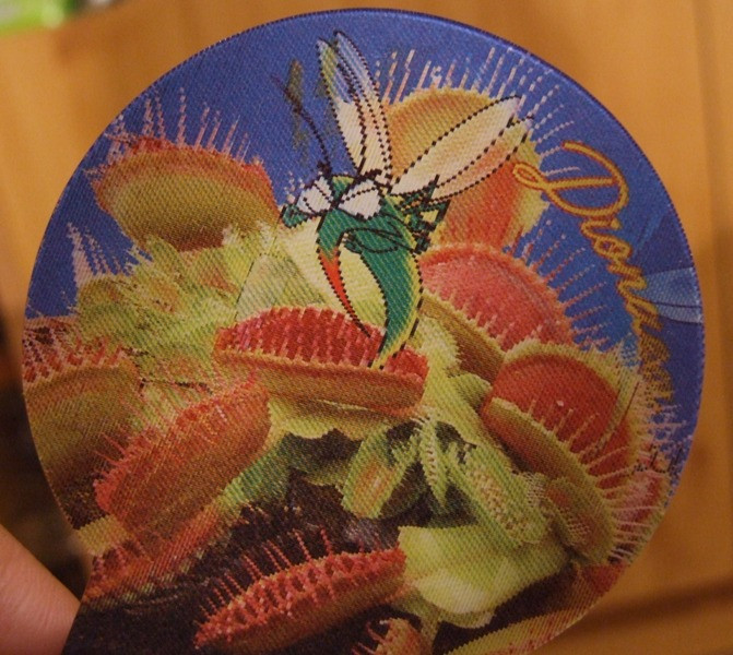 Dionaea muscipula