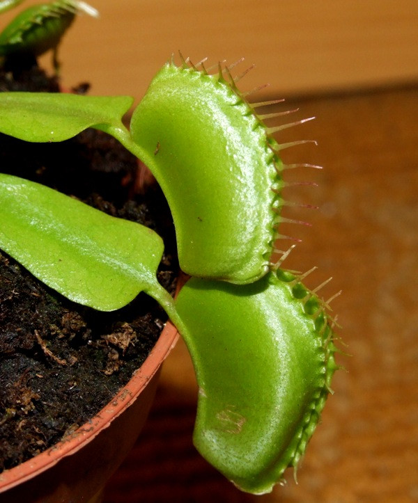 Dionaea muscipula