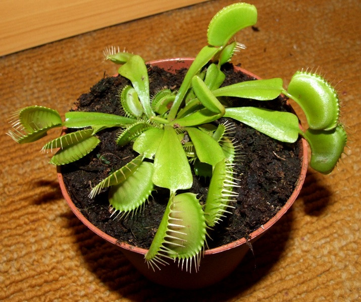 Dionaea muscipula