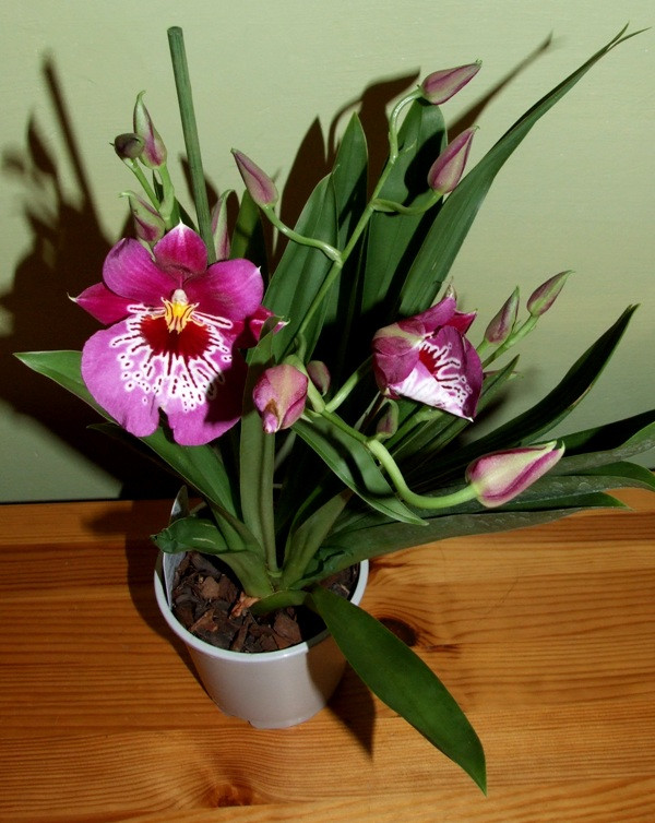 Miltonia Martin Orenstein 'Shirley P.'