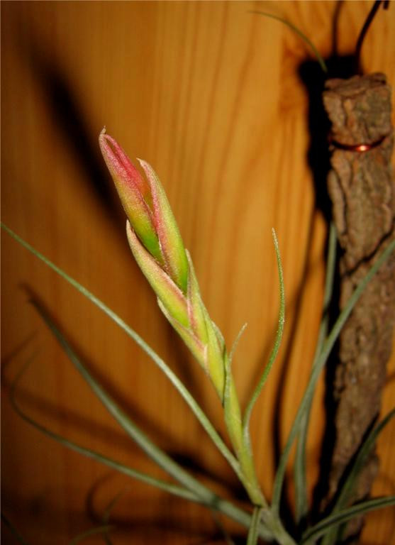 Tillandsia aeranthos