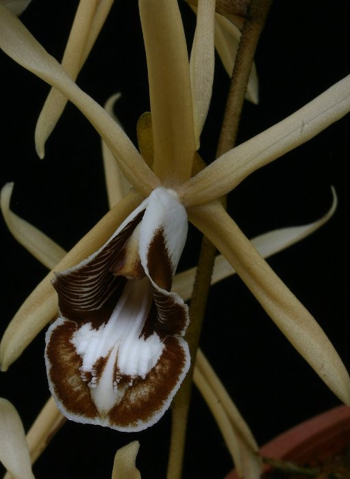 Coelogyne dayana