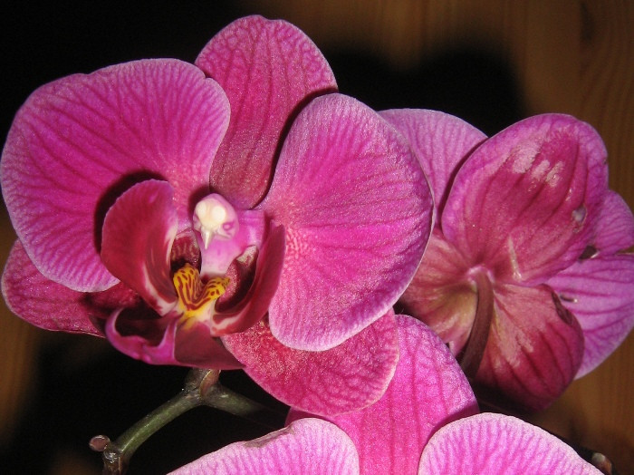 Phalaenopsis