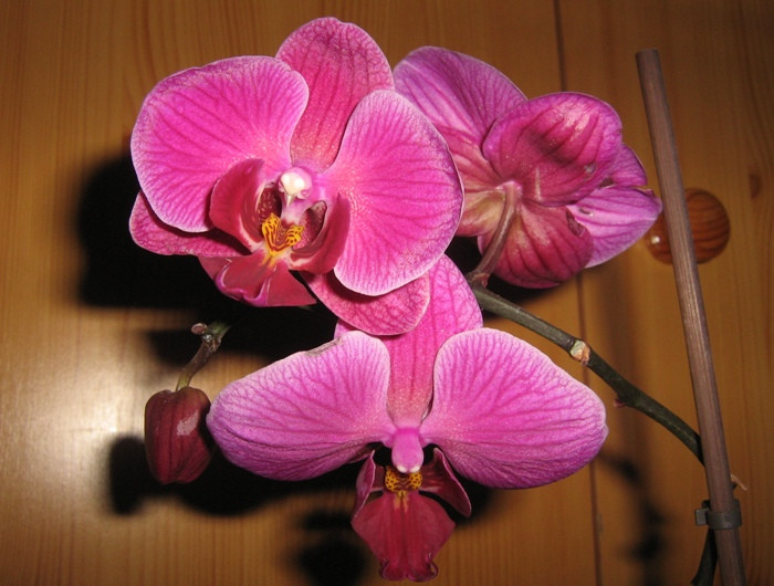 Phalaenopsis