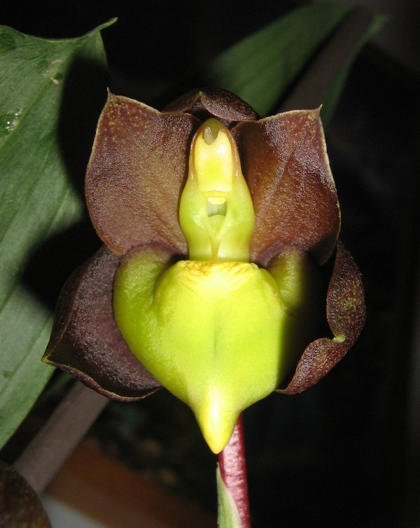 Catasetum tennabrosum