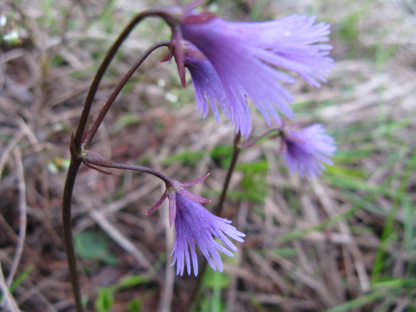 Havasi harangrojt Soldanella alpina1