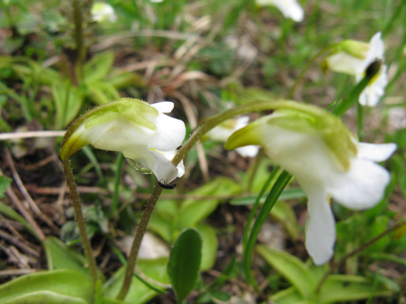 Havasi hízóka Pinguicula alpina1