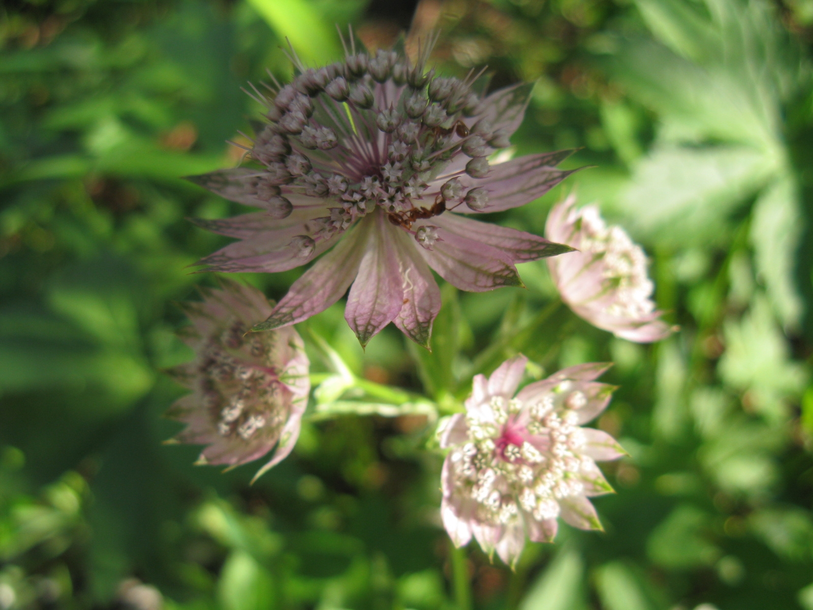 Nagy völgycsillag Astrantia major