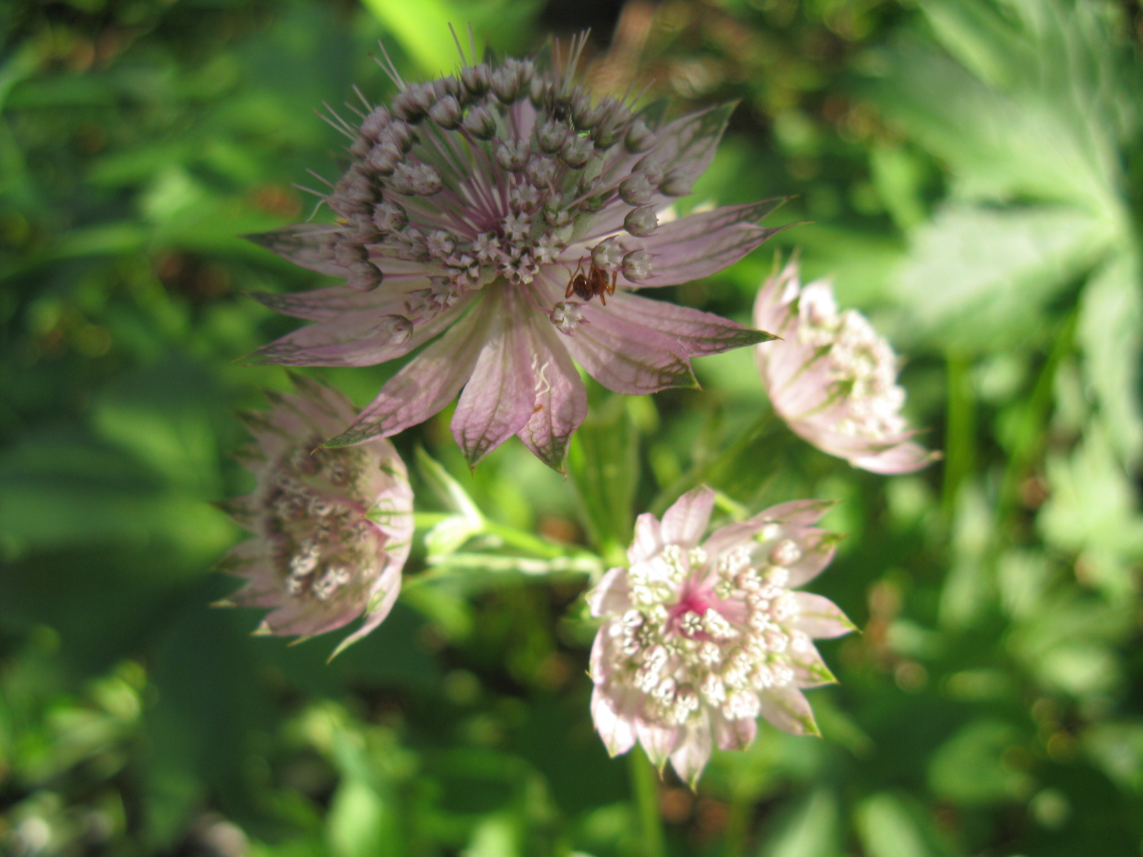 Nagy völgycsillag Astrantia major