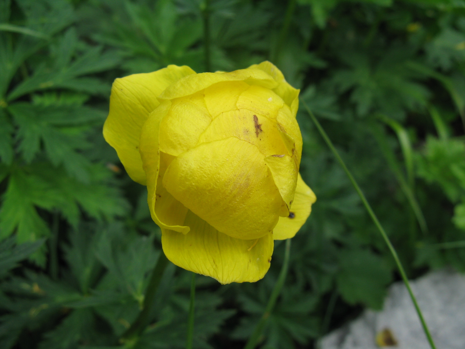 Zergeboglár Trollius europaeus