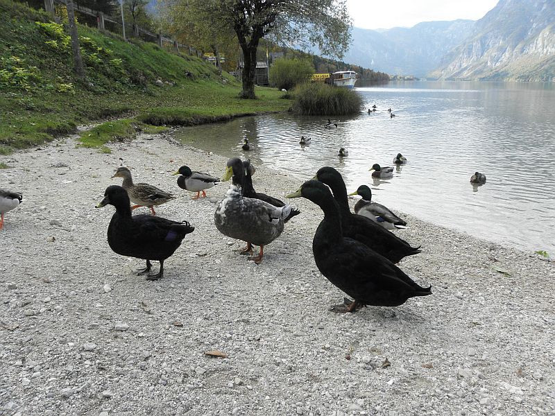 Bohinji-tó