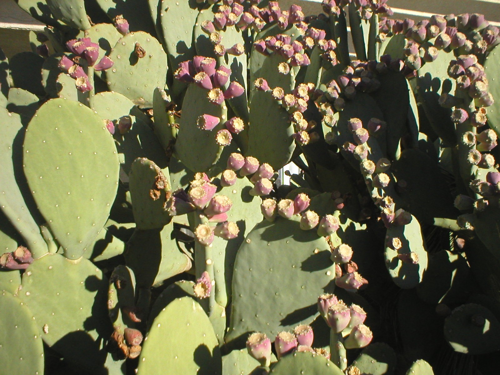 kaktusz1