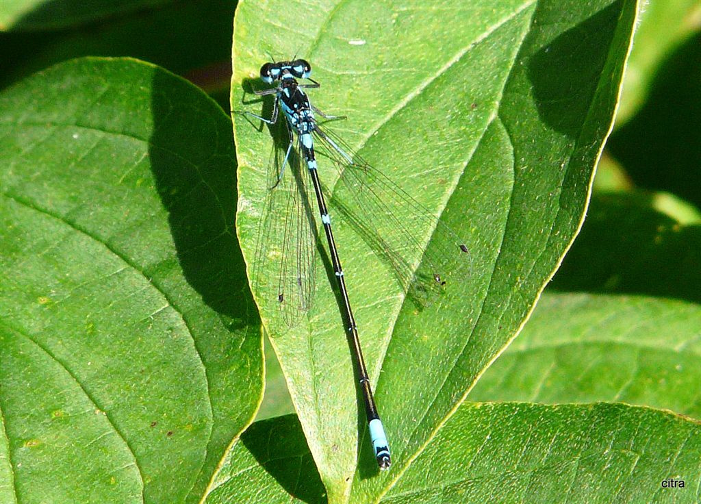 Ischnura elegans