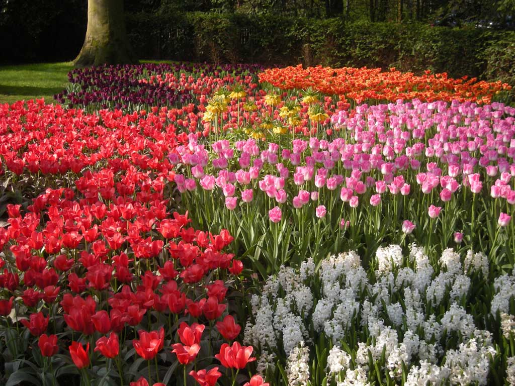 Keukenhof